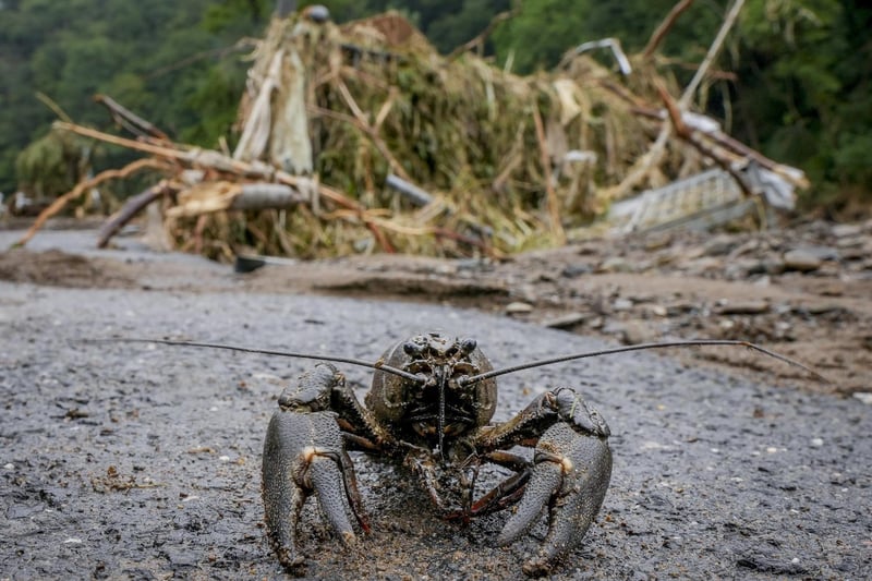 A crab walks on a road after flooding went back in Schuld, Germany, Friday, July 16, 2021.