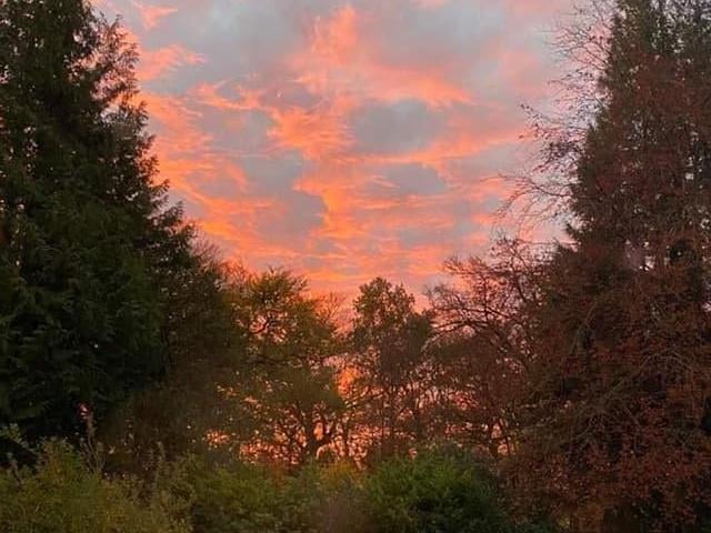 A woodland wonderland is created by the sunrise in Bellsquarry.