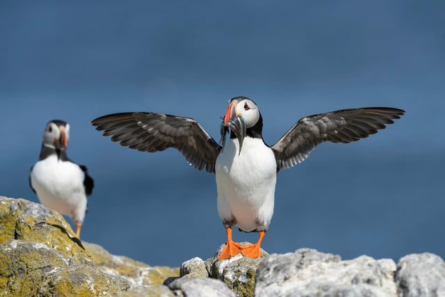 Atlantic Puffin from Isle of May, Scotland, captured on 13th June 2021 by Hari Kumar
