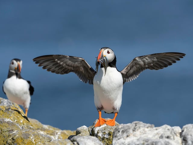 Atlantic Puffin from Isle of May, Scotland, captured on 13th June 2021 by Hari Kumar