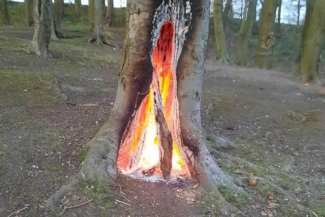 The fire in the tree at Birley Woods. Photo by Tony Godbehere.