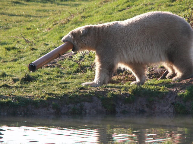 Nothing's too big to tackle for these huge animals
