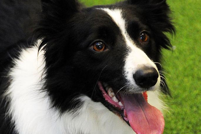 The most intelligent dog breed in the world, Border Collies can make a companion like no other. They require a lot of space and lots of activity to keep them happy and occupied so are only suitable for people who can provide that. (Photo by Desiree Navarro/Getty Images)