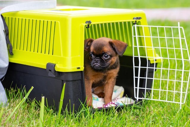 Ideal for families with less room at home, the Brussels Griffon is a small, child-friendly breed with a great sense of humour and happy to live in a flat.