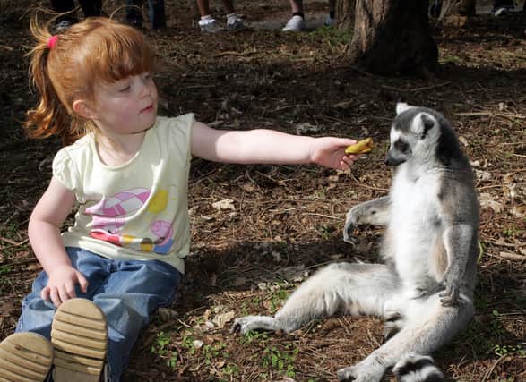 Three-year-old Davina Garner from Doncaster gets pally with a Ring-tail Lemur in 2009