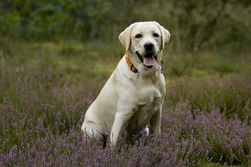 This British breed of retriever gun dog was developed from St. John's water dogs imported from the colony of Newfoundland in Canada and was named after the Labrador region of that colony. They have a median lifespan of 13.1 years.