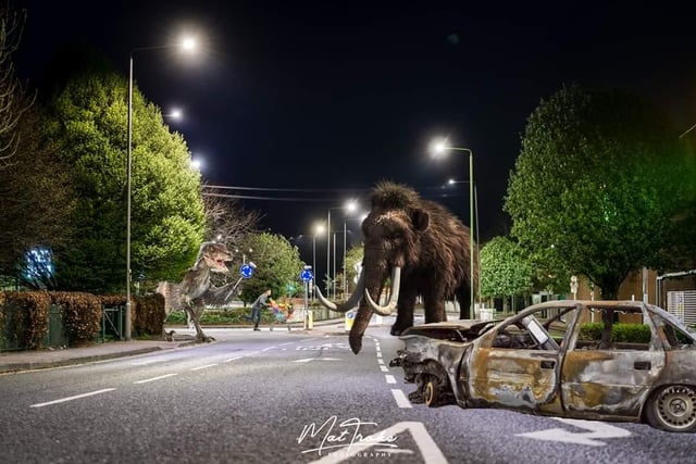 Reduced traffic means wildlife can once again roam the streets they had deserted for years