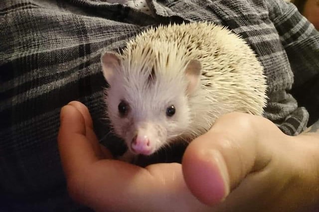 Alana Scott sent us this picture of Luna, her African pygmy hedgehog, whose natural habitat is the steppes, savanna and grassy areas of West, central and East Africa.