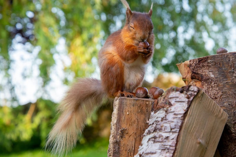 A squirrel appears to savour the smell of a tasty nut before tucking in.