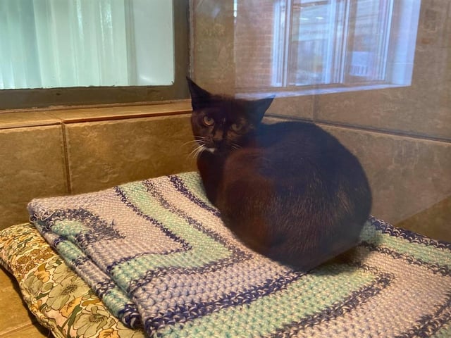 Kirsty came into our centre being quite fearful of humans but, since being here, she is slowly coming around. She would benefit from a home environment and an experienced owner.