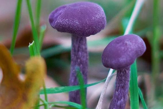 How cute are these tiny purple mushrooms photographed by @claudiasnaturejournal