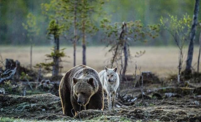 Beavers, bears, wolves and lynx: Campaigners want to see these animals reintroduced to the British countryside (Photo: Shutterstock)
