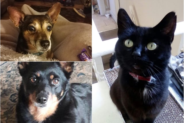 These furry friends have been pleased to have us spend more time at home. Thanks to Therese Allen, Emily Birch and Emma Milne for these pictures of Peggy, Tilly and Shadow.