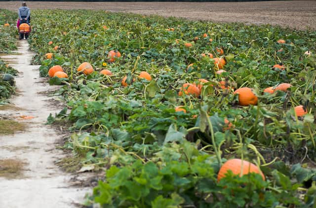 Here is our list of pumpkin patches to visit this Halloween. Photo: Getty Images.