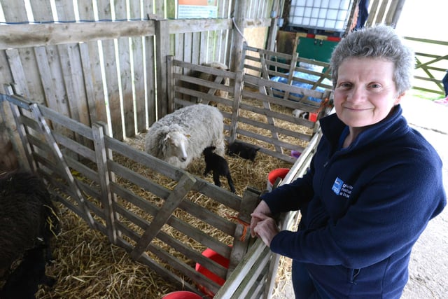 The RSPB Saltholme Lambing Live event from 4 years ago with manager Caroline Found in the picture. Does this bring back happy memories?