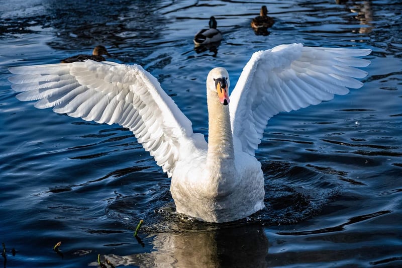 Mel Stevenson's daughter Abby took this stunning picture of a swan.
