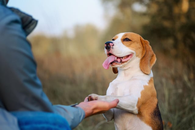 Slightly further out in Edinburgh, Paw Skills works from 280 Lanark Road and offers groups of small numbers, with plenty of 1-2-1 time between dogs and the trainer. Photo: Tetiana Garkusha / Getty Images / Canva Pro.