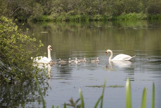 Pond.