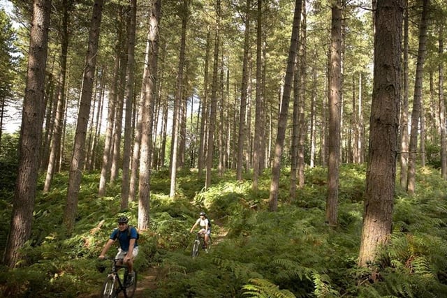 The weather is holding up nicely, considering the time of year, so why not go on a cycling or mountain-biking adventure through the trees of Sherwood Pines at Edwinstowe? There are five trails available of varying lengths (up to eight miles) to suit different levels of experience. One is also suitable for scooters, wheelchairs and even prams.