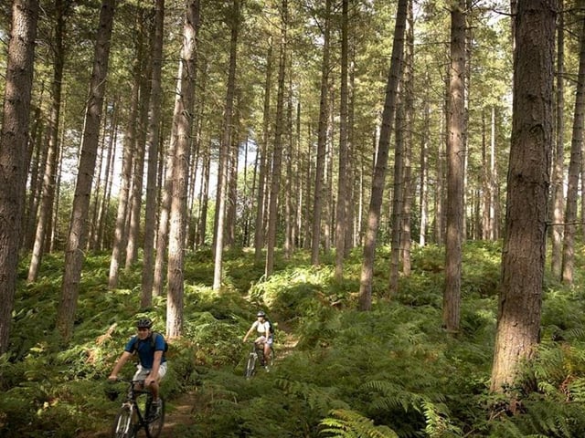 The weather is holding up nicely, considering the time of year, so why not go on a cycling or mountain-biking adventure through the trees of Sherwood Pines at Edwinstowe? There are five trails available of varying lengths (up to eight miles) to suit different levels of experience. One is also suitable for scooters, wheelchairs and even prams.