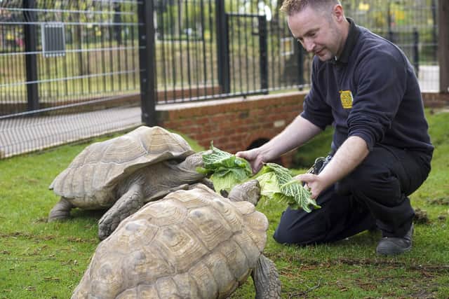 Tropical Butterfly House:  Head keeper Steve Dickie and Sulcata Tortoise. Picture Scott Merrylees