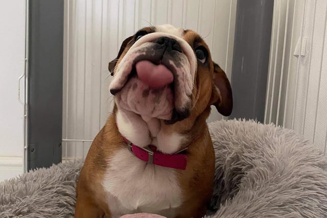 Dotty is a four month old English Bulldog. Shared by Bex Mcewan.
