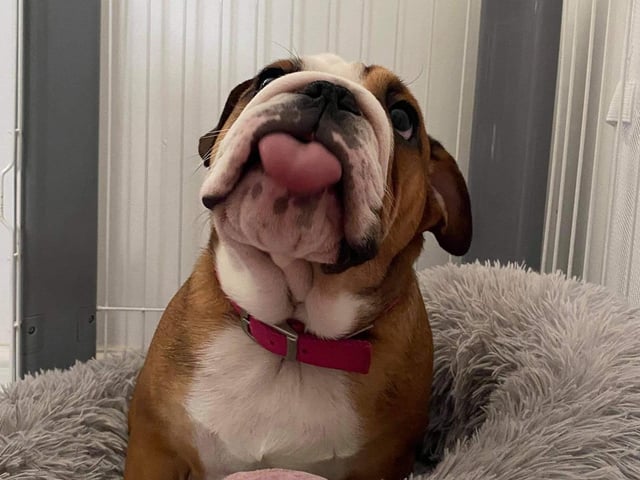 Dotty is a four month old English Bulldog. Shared by Bex Mcewan.