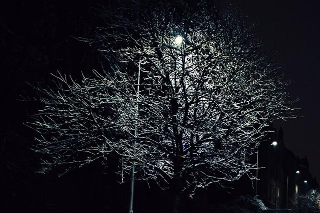 A streetlight, a tree and a layer of snow - what more do you need?!