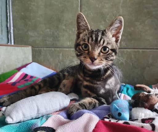 Pickles the cat is looking for a new home after being found in Sheffield with chemical burns and a broken tail, which had to be amputated