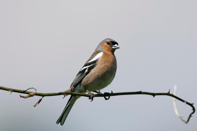 The Chaffinch comes 6th in the Northumberland rankings, down one place on last year.