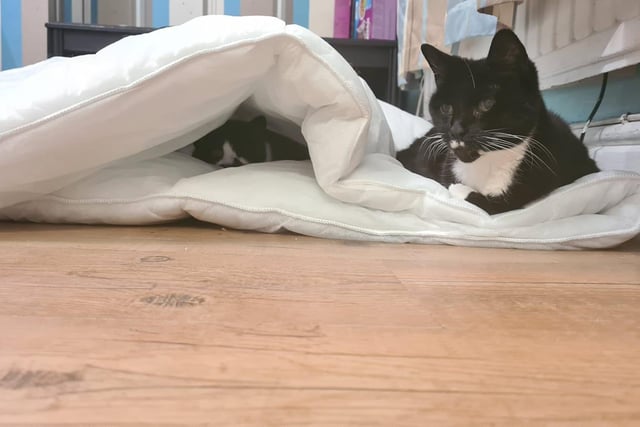 Minx with Goatie who is hiding under the covers. Shared by Sarah Ru Ru Elliott.