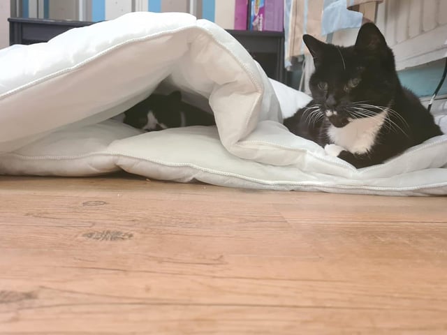 Minx with Goatie who is hiding under the covers. Shared by Sarah Ru Ru Elliott.