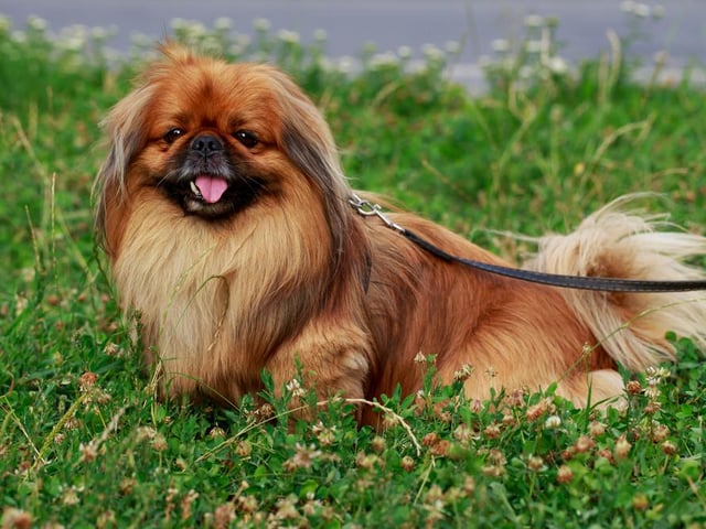 This breed of dog is calm, affectionate, outgoing and friendly. They are very loving and build strong bonds with their owners (Photo: Shutterstock)