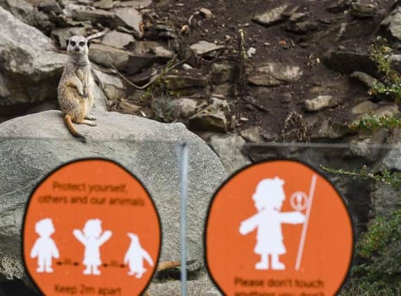 Edinburgh zoo reopens with some new quirky social distancing measures