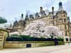 Reader Picture Competition: Sheffield blossom picture win’s April’s £25 prize