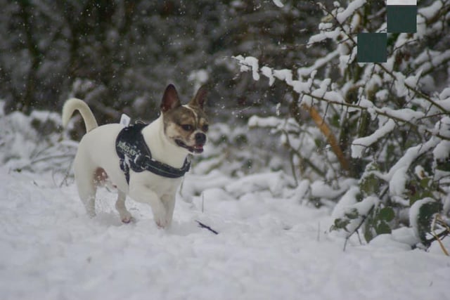 Pablo's first time in the snow. From Tegan Brooks.