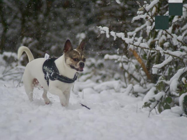Pablo's first time in the snow. From Tegan Brooks.