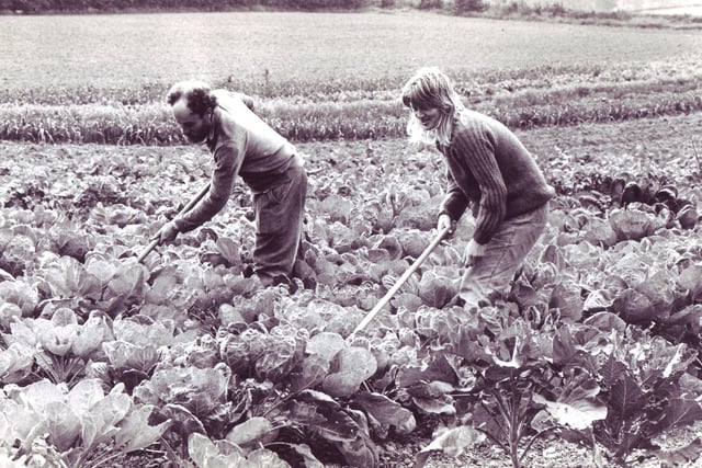 Kent House Farm, Ridgeway - organic food growing September 1975