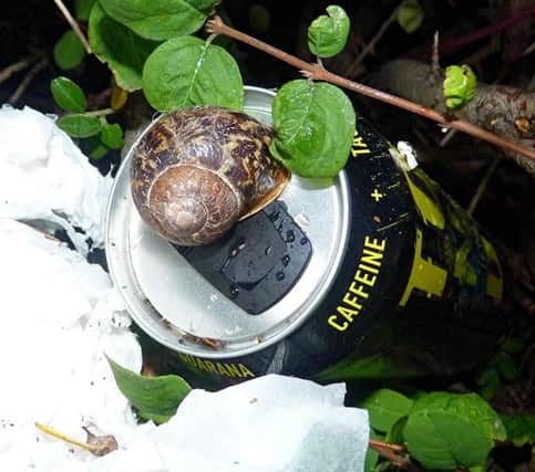 Snail caught having a tipple at Loxley by Vin Malone