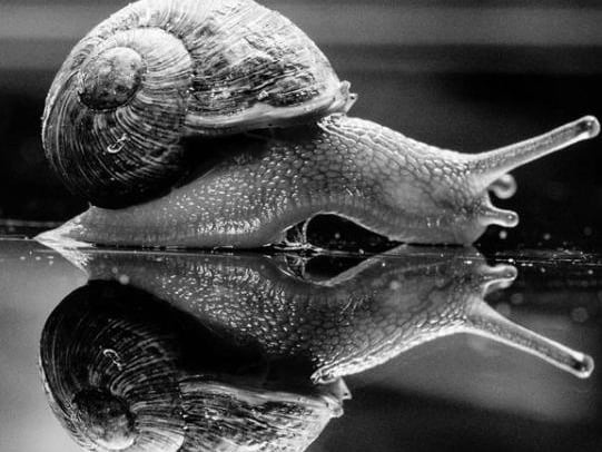 A black and white shot of a snail from @rasphotography2020