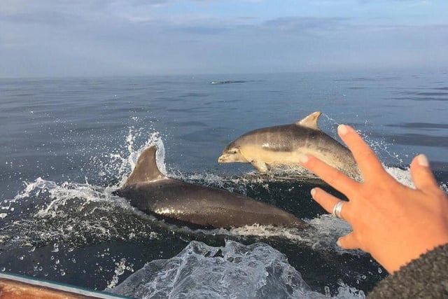 A total of 112 dolphins have been spotted off the Newbiggin coast since July 19. Church point and Beacon point are particularly popular areas.