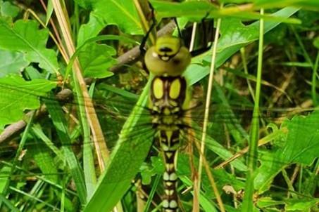 Karen Riggall said of her picture: Southern Hawker dragonfly snapped at Low Barns nature reserve, Weardale.