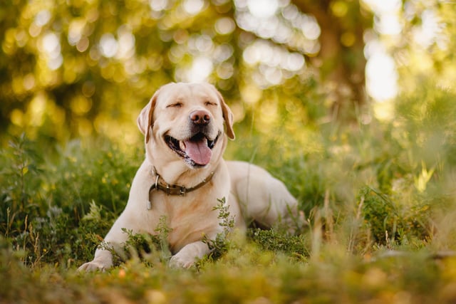 Labrador Retrievers took the top spot, proving the most popular dog in the UK for the second year running