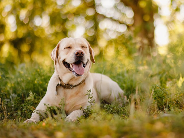 Labrador Retrievers took the top spot, proving the most popular dog in the UK for the second year running