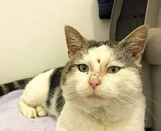 Buddy on the mend. Picture by RSPCA