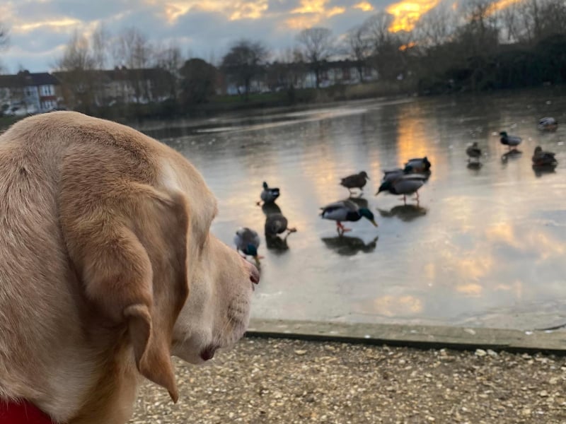 Charlie enjoying a walk at frozen Baffins Pond. Picture: Marcin Jedrysiak