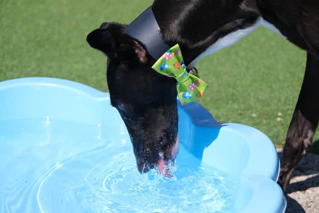 Hero, an ex-racing greyhound, is currently one of the dogs waiting for a new home at Thornberry Animal Sanctuary.