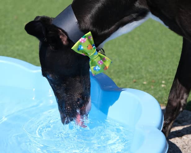 Hero, an ex-racing greyhound, is currently one of the dogs waiting for a new home at Thornberry Animal Sanctuary.