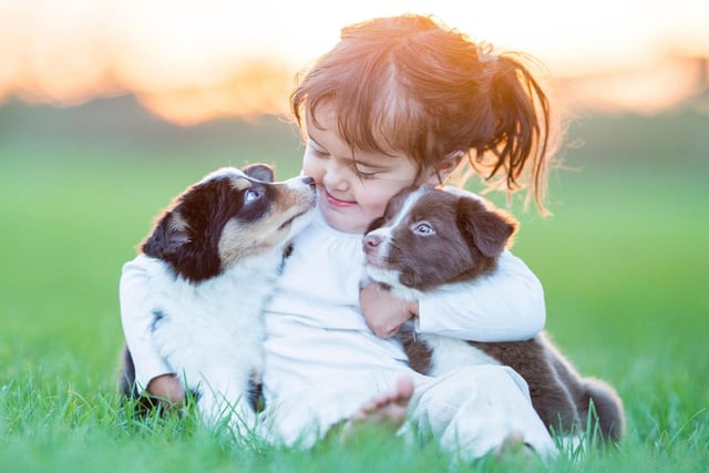 They may be best-known for herding sheep, but Collies are equally good at dealing with children. Strong and loyal, they are also full of energy so are a good choice for an outdoorsy active family.