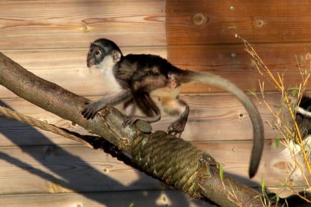 Yorkshire Wildlife Park is celebrating a precious arrival - the birth of an endangered Roloway monkey.